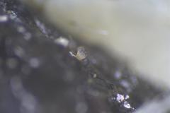 Ascobolus hawaiiensis