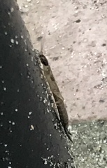 Cranopygia vitticollis