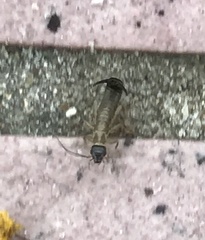 Cranopygia vitticollis