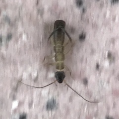 Cranopygia vitticollis
