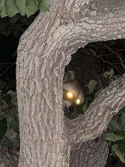 Procyon lotor psora