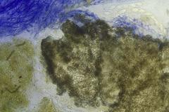 Podospora curvuloides