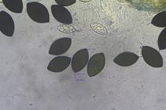 Podospora curvuloides