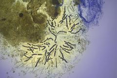 Podospora curvuloides