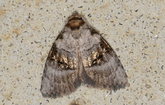 Acatapaustus metallopa