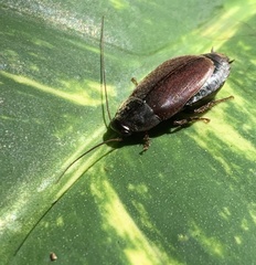 Diploptera punctata