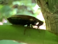 Diploptera punctata