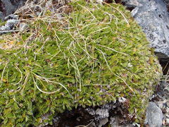 Anisotome imbricata prostrata