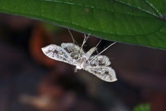 Nausinoe geometralis