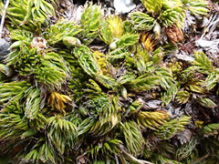 Anisotome imbricata prostrata
