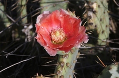 Opuntia × vaseyi