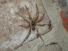 Schizocosa avida