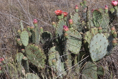 Opuntia × vaseyi