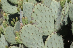 Opuntia × vaseyi