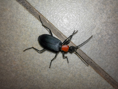 Galerita collaris