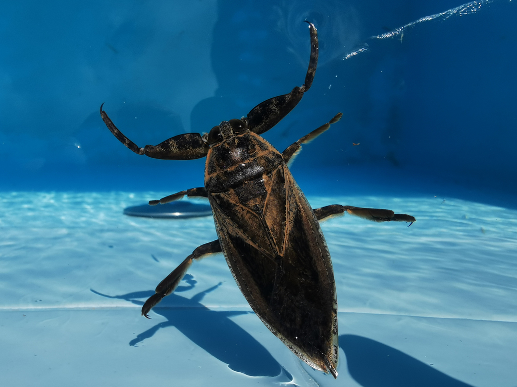 Lethocerus annulipes