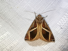 Calyptis iter