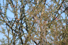 Polioptila californica