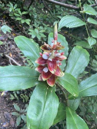 Costus pulverulentus