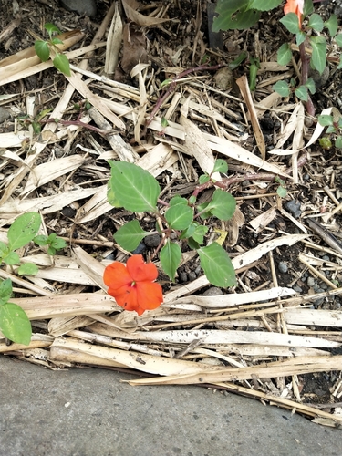 Impatiens walleriana