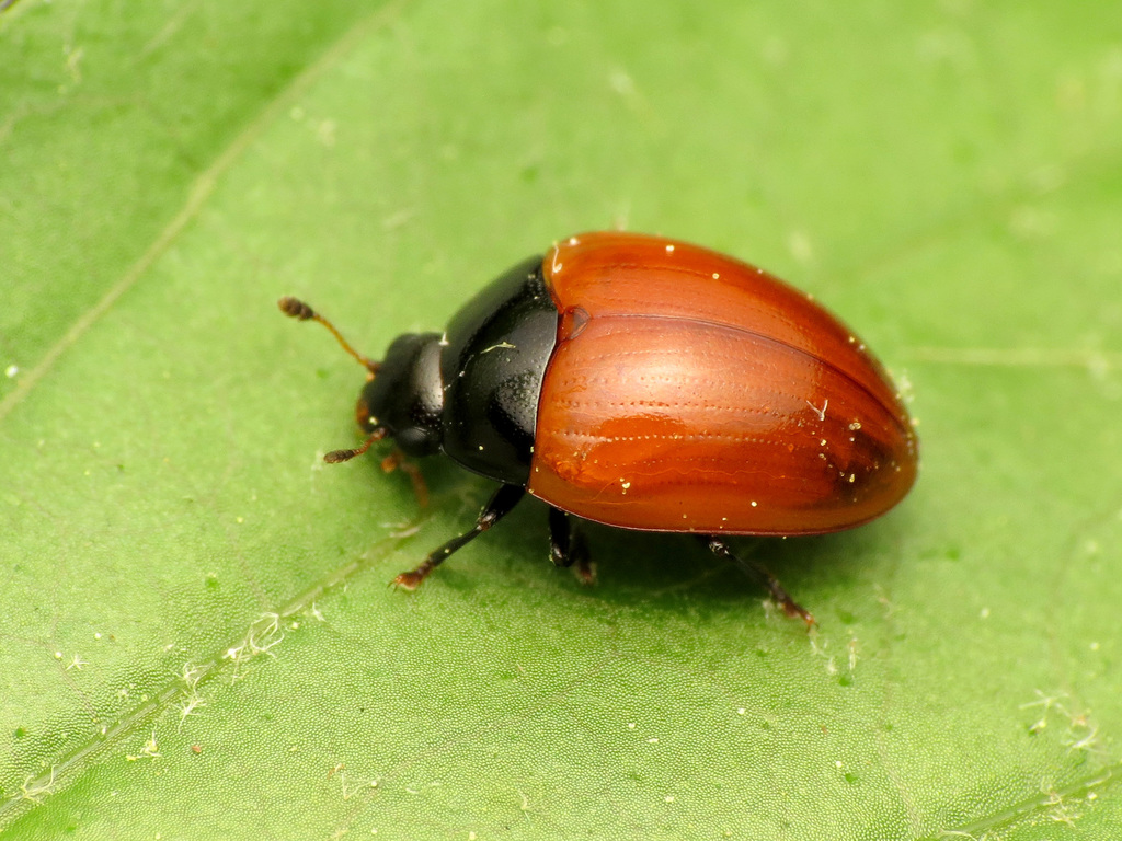 Red-winged tritoma
