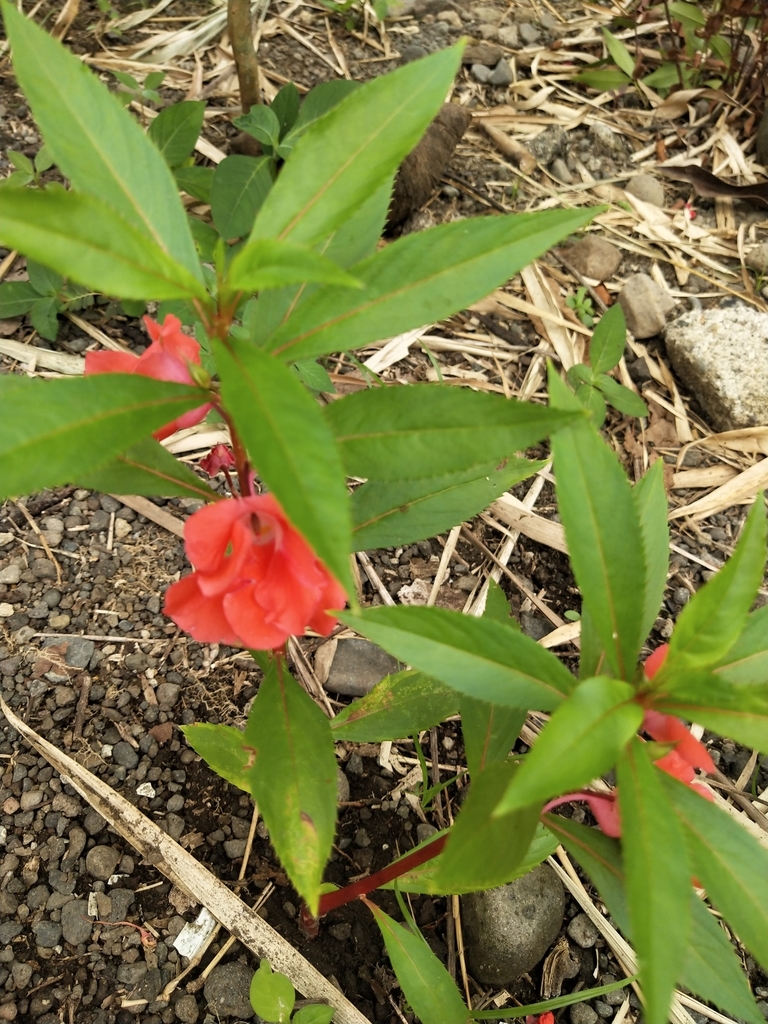 Impatiens balsamina, Davao City, PH-DS, PH