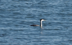 Aechmophorus clarkii