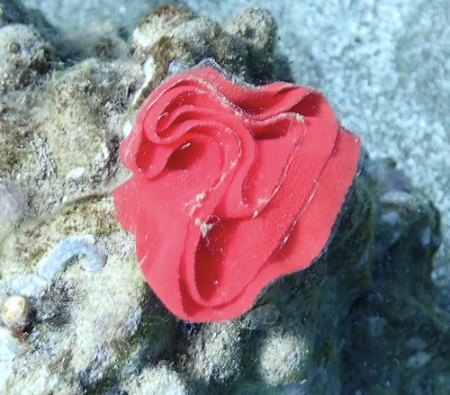 Hexabranchus sandwichensis