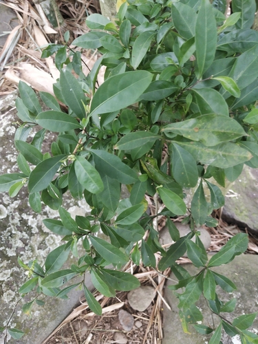 Solanum diphyllum