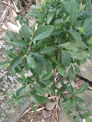 Twoleaf nightshade (Solanum diphyllum)