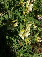 Acmispon grandiflorus
