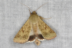 Australothis rubrescens