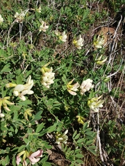 Acmispon grandiflorus