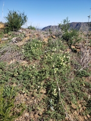 Acmispon grandiflorus