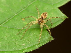 Dolomedes tenebrosus