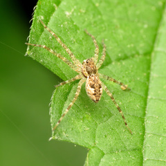 Dolomedes tenebrosus