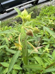 Ludwigia