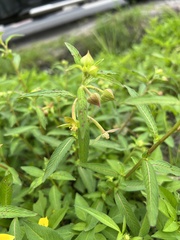 Ludwigia