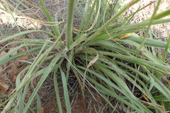 Digitaria tricholaenoides