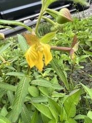 Ludwigia