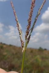Digitaria tricholaenoides