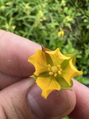 Ludwigia