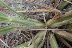 Digitaria tricholaenoides