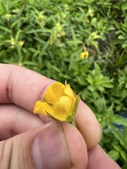 Ludwigia