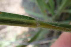 Digitaria tricholaenoides