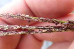 Digitaria tricholaenoides