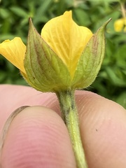 Ludwigia