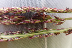 Digitaria tricholaenoides
