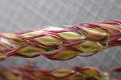 Digitaria tricholaenoides