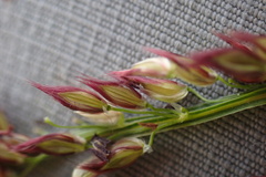 Digitaria tricholaenoides